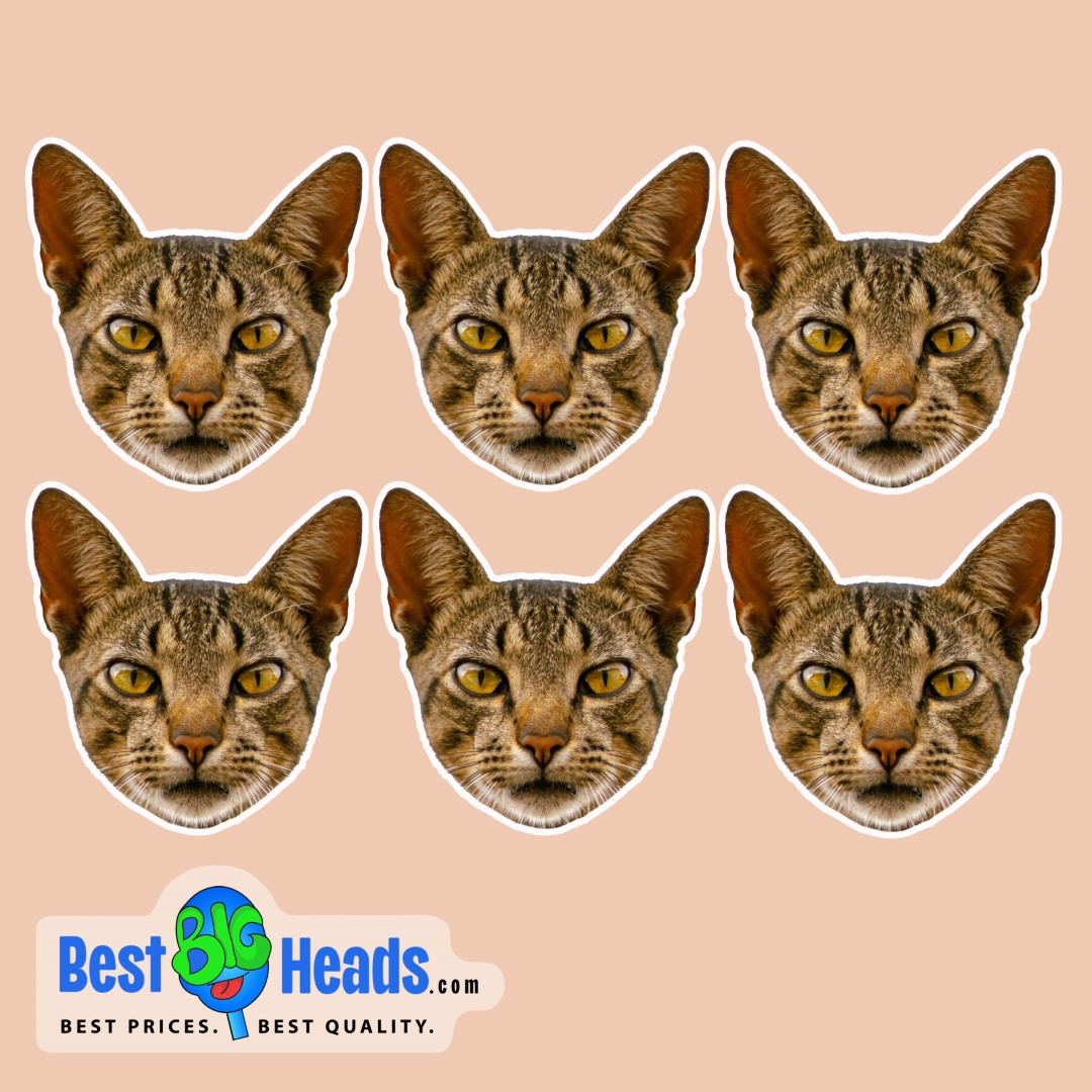 Close-up of a tabby cat's face displayed on six custom cutout stickers against a peach background.